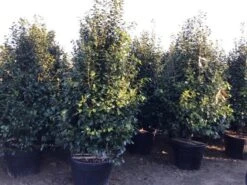 Camelia (Camellia Japonica ‘Perfection White’) 9 Camelia (Camellia Japonica ‘Perfection White’) -Tuinplanten Winkel perfectionwhite200cm