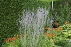 Reuzenlavendel (Perovskia Atriplicifolia 'Little Spire') -Tuinplanten Winkel perovskia atr. little spire
