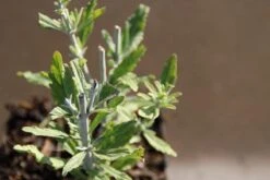 Reuzenlavendel (Perovskia Atriplicifolia 'Little Spire') -Tuinplanten Winkel perovskia atripl. little spire 3