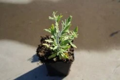 Reuzenlavendel (Perovskia Atriplicifolia 'Little Spire') -Tuinplanten Winkel perovskia atripl. little spire 5