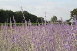 Reuzenlavendel (Perovskia Atriplicifolia 'Little Spire') -Tuinplanten Winkel perovskia little spire 1