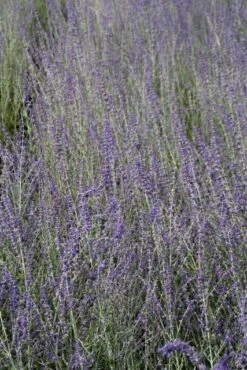 Reuzenlavendel (Perovskia Atriplicifolia 'Little Spire') -Tuinplanten Winkel perovskia little spire 2
