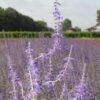 Reuzenlavendel (Perovskia Atriplicifolia 'Little Spire') -Tuinplanten Winkel perovskia little spire 3
