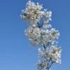 Dwerg Sering (Syringa Persica 'Alba')