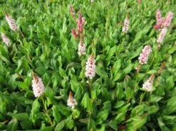 Duizendknoop (Persicaria Affinis 'Kabouter') -Tuinplanten Winkel persicaria aff. kabouter