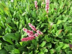 Duizendknoop (Persicaria Affinis 'Kabouter') -Tuinplanten Winkel persicaria aff. kabouter 2