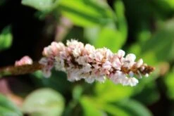 Duizendknoop (Persicaria Affinis 'Kabouter') -Tuinplanten Winkel persicaria affinis kabouter 1