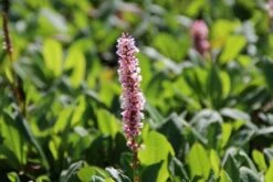 Duizendknoop (Persicaria Affinis 'Kabouter') -Tuinplanten Winkel persicaria affinis kabouter 3