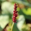 Duizendknoop (Persicaria Amplexicaulis 'Fat Domino') 1 Duizendknoop (Persicaria Amplexicaulis 'Fat Domino') -Tuinplanten Winkel persicaria ampl. fat domino 10