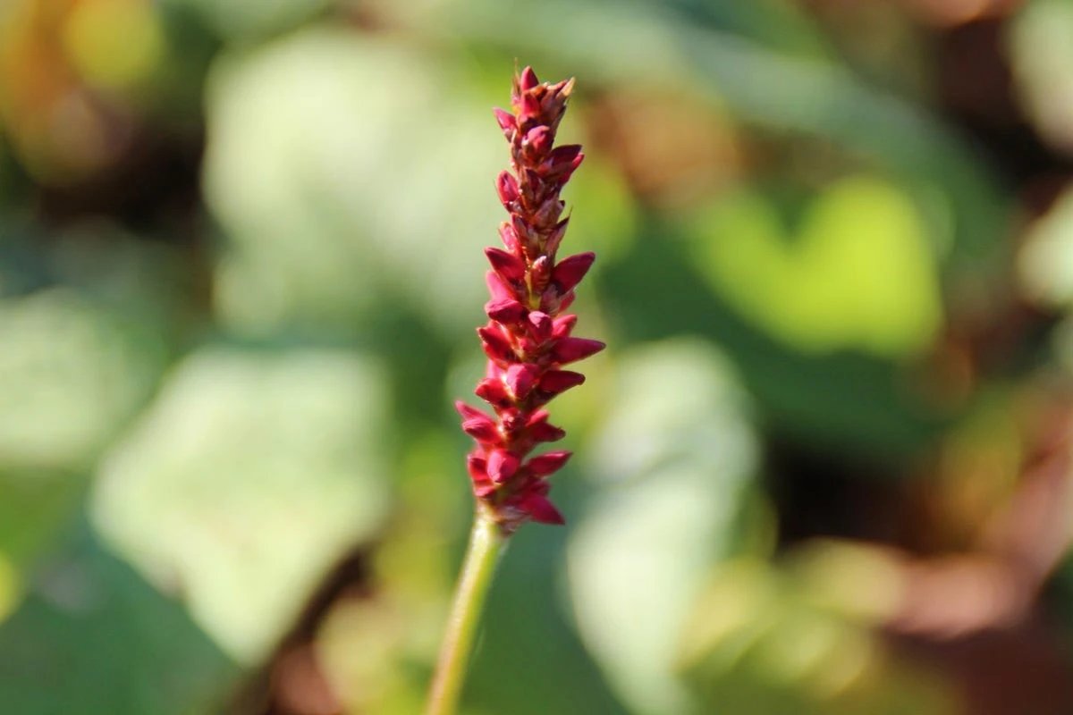 Duizendknoop (Persicaria Amplexicaulis 'Fat Domino') 3 Duizendknoop (Persicaria Amplexicaulis 'Fat Domino')