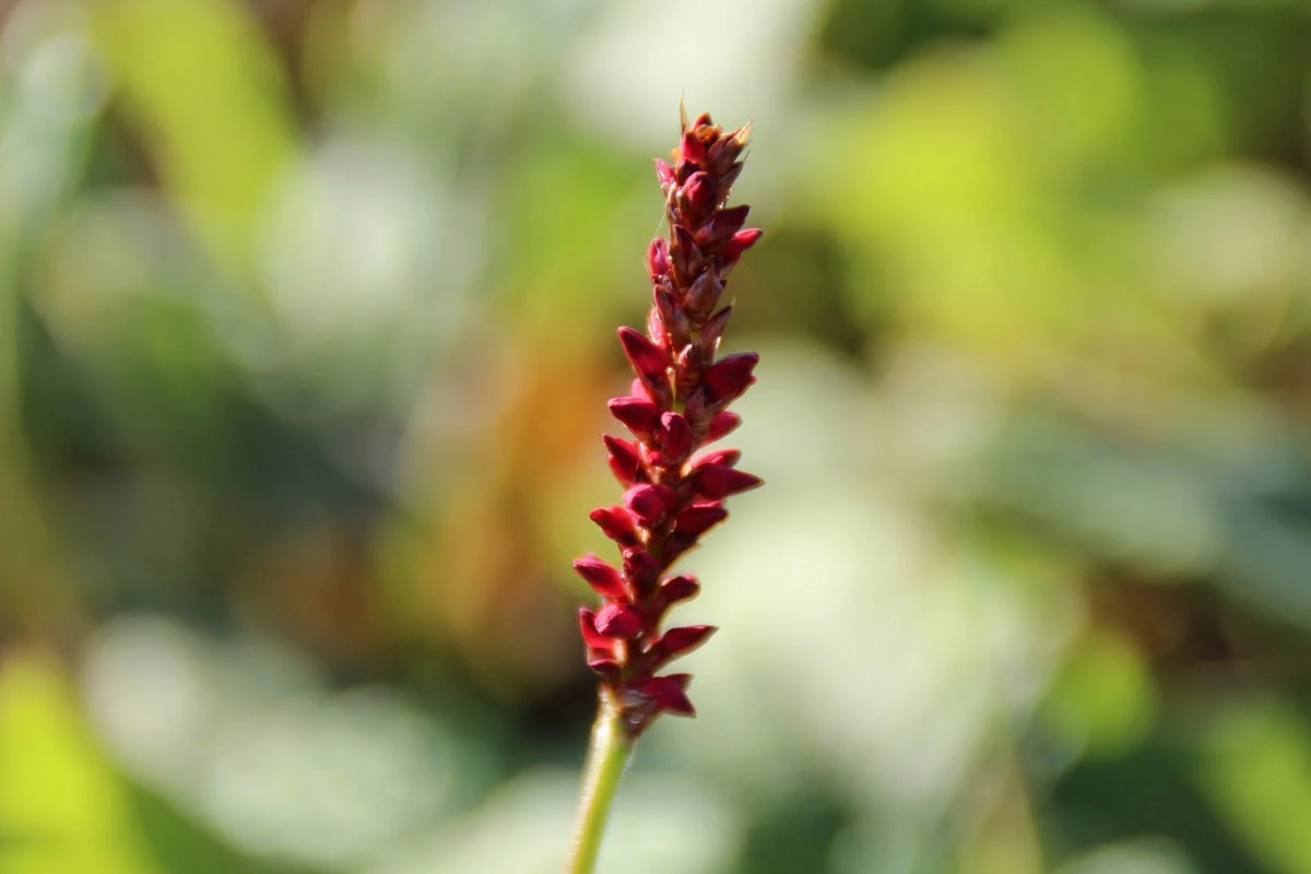Duizendknoop (Persicaria Amplexicaulis 'Fat Domino') 12 Duizendknoop (Persicaria Amplexicaulis 'Fat Domino') - Afbeelding 10