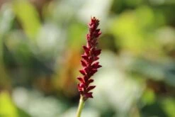 Duizendknoop (Persicaria Amplexicaulis 'Fat Domino') 24 Duizendknoop (Persicaria Amplexicaulis 'Fat Domino') -Tuinplanten Winkel persicaria ampl. fat domino 12