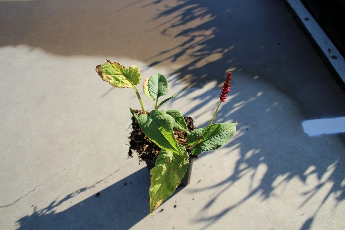 Duizendknoop (Persicaria Amplexicaulis 'Fat Domino') 6 Duizendknoop (Persicaria Amplexicaulis 'Fat Domino') - Afbeelding 4