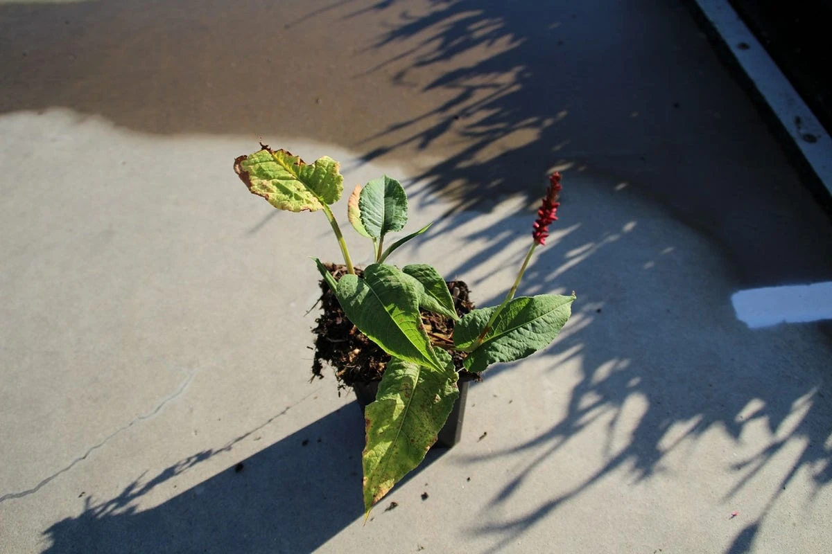 Duizendknoop (Persicaria Amplexicaulis 'Fat Domino') 14 Duizendknoop (Persicaria Amplexicaulis 'Fat Domino') - Afbeelding 12