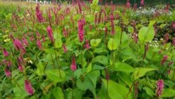 Duizendknoop (Persicaria Amplexicaulis 'Fat Domino') 16 Duizendknoop (Persicaria Amplexicaulis 'Fat Domino') -Tuinplanten Winkel persicaria ampl. fat domino 2
