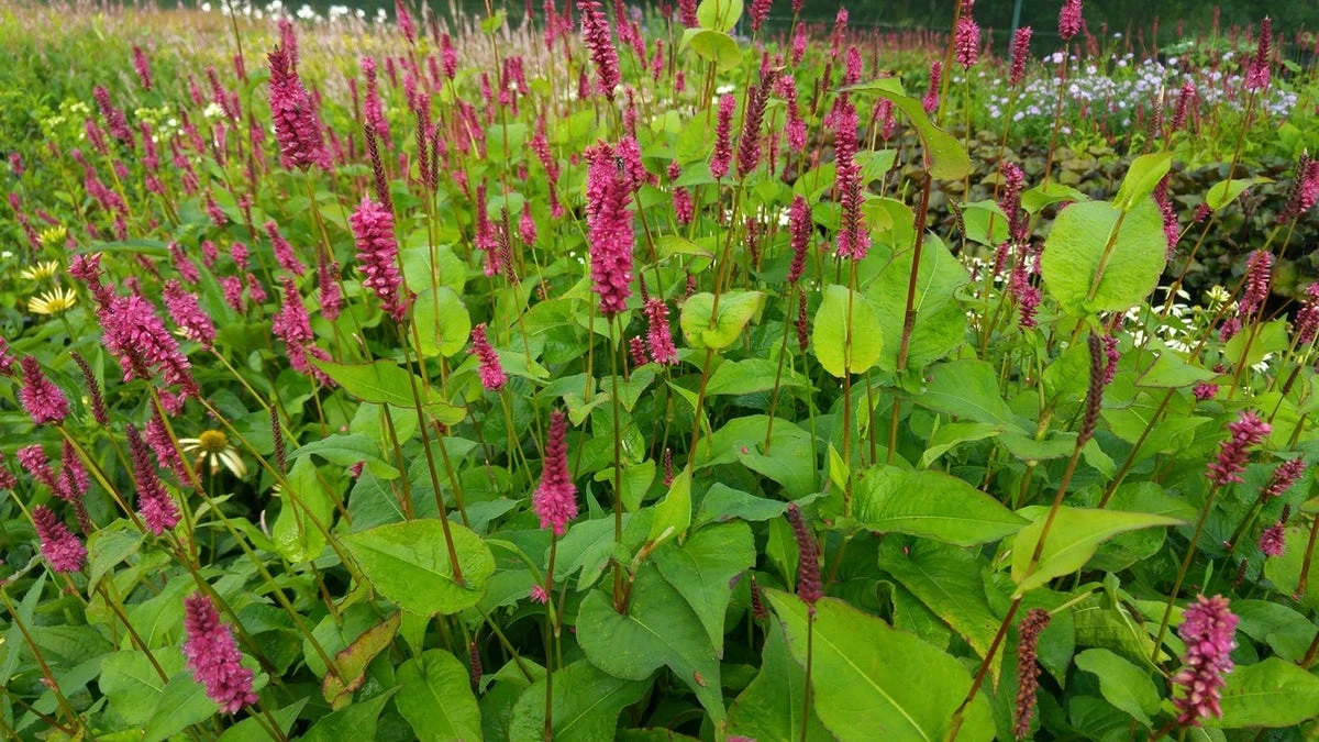 Duizendknoop (Persicaria Amplexicaulis 'Fat Domino') 5 Duizendknoop (Persicaria Amplexicaulis 'Fat Domino') - Afbeelding 3