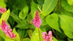 Duizendknoop (Persicaria Amplexicaulis 'Fat Domino') 19 Duizendknoop (Persicaria Amplexicaulis 'Fat Domino') -Tuinplanten Winkel persicaria ampl. fat domino 4