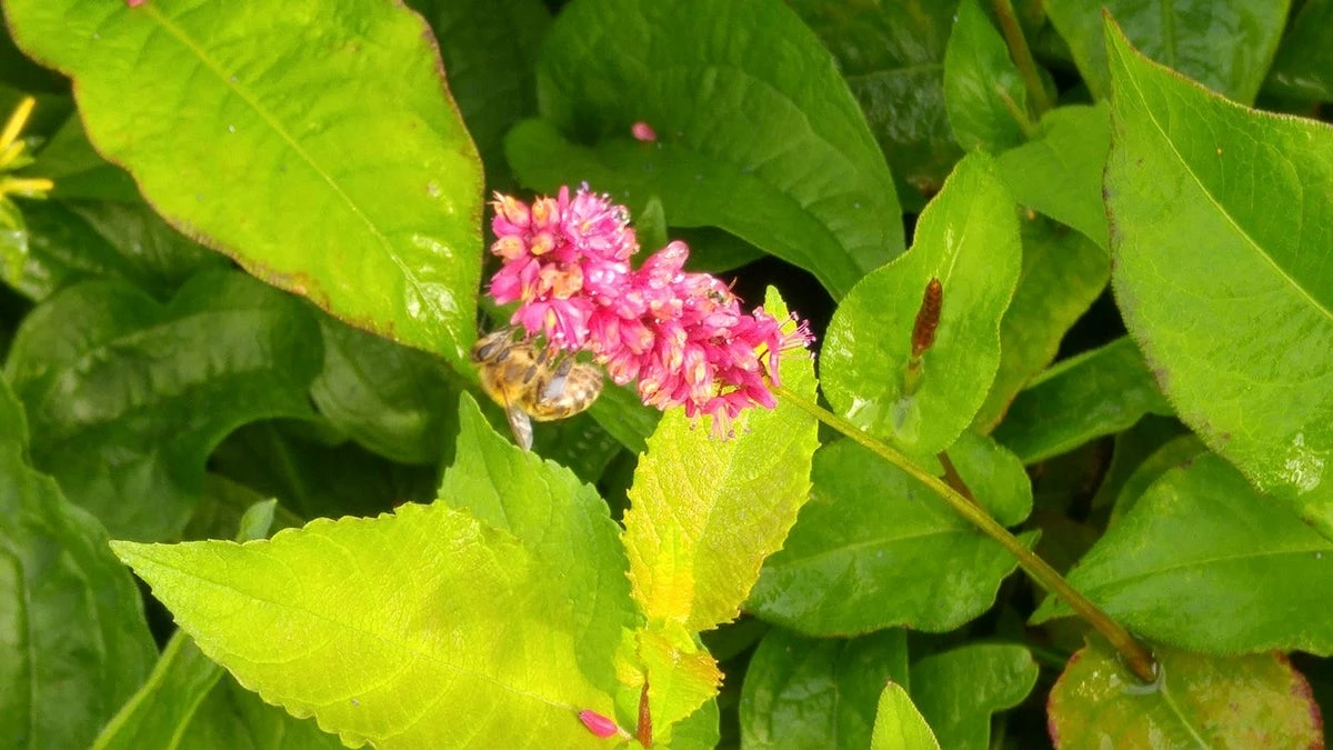 Duizendknoop (Persicaria Amplexicaulis 'Fat Domino') 7 Duizendknoop (Persicaria Amplexicaulis 'Fat Domino') - Afbeelding 5