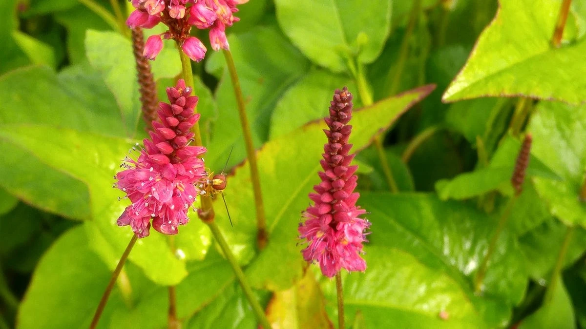 Duizendknoop (Persicaria Amplexicaulis 'Fat Domino') 9 Duizendknoop (Persicaria Amplexicaulis 'Fat Domino') - Afbeelding 7