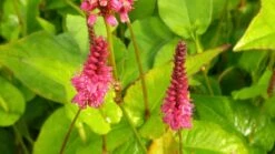Duizendknoop (Persicaria Amplexicaulis 'Fat Domino') 21 Duizendknoop (Persicaria Amplexicaulis 'Fat Domino') -Tuinplanten Winkel persicaria ampl. fat domino 7