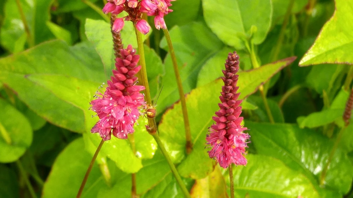 Duizendknoop (Persicaria Amplexicaulis 'Fat Domino') 10 Duizendknoop (Persicaria Amplexicaulis 'Fat Domino') - Afbeelding 8