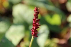 Duizendknoop (Persicaria Amplexicaulis 'Fat Domino') 22 Duizendknoop (Persicaria Amplexicaulis 'Fat Domino') -Tuinplanten Winkel persicaria ampl. fat domino 9