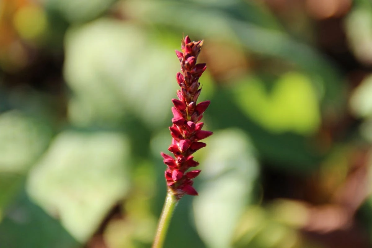 Duizendknoop (Persicaria Amplexicaulis 'Fat Domino') 11 Duizendknoop (Persicaria Amplexicaulis 'Fat Domino') - Afbeelding 9