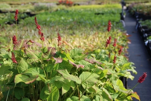 Duizendknoop (Persicaria Amplexicaulis 'JS Calor') 5 Duizendknoop (Persicaria Amplexicaulis 'JS Calor') - Afbeelding 3