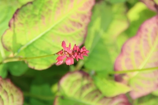 Duizendknoop (Persicaria Amplexicaulis 'JS Calor') 4 Duizendknoop (Persicaria Amplexicaulis 'JS Calor') - Afbeelding 2