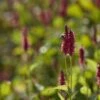 Duizendknoop (Persicaria Amplexicaulis 'JS Calor') 1 Duizendknoop (Persicaria Amplexicaulis 'JS Calor') -Tuinplanten Winkel persicaria js calor