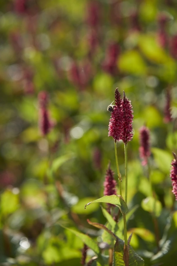 Duizendknoop (Persicaria Amplexicaulis 'JS Calor') 3 Duizendknoop (Persicaria Amplexicaulis 'JS Calor')