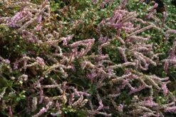 Duizendknoop (Persicaria Vacciniifolia)