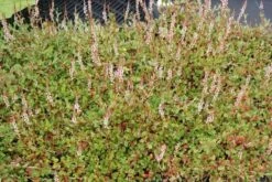 Duizendknoop (Persicaria Vacciniifolia) -Tuinplanten Winkel persicaria vacciniifolia 1