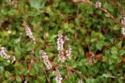 Duizendknoop (Persicaria Vacciniifolia) -Tuinplanten Winkel persicaria vacciniifolia 2