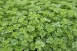 Peterselie (Petroselinum Crispum)