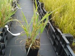 Kanariegras (Phalaris Arundinacea 'Picta') -Tuinplanten Winkel phalaris arund. picta 1