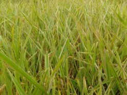 Kanariegras (Phalaris Arundinacea 'Picta') -Tuinplanten Winkel phalaris arund. picta 2