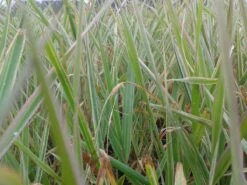 Kanariegras (Phalaris Arundinacea 'Picta') -Tuinplanten Winkel phalaris arund. picta 3