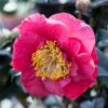 Camelia (Camellia Japonica 'R.L. Wheeler') -Tuinplanten Winkel phbe02149