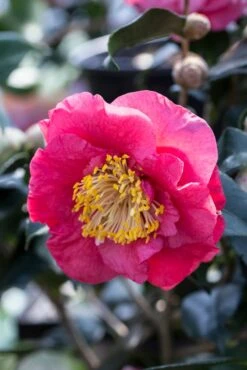 Camelia (Camellia Japonica 'R.L. Wheeler')