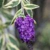 Vlinderstruik (Buddleja Davidii 'Harlequin') -Tuinplanten Winkel phbe02371