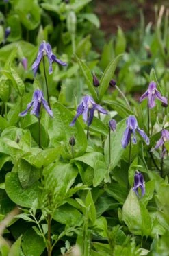 Bodembedekkende Bosrank (Clematis Integrifolia) 6 Bodembedekkende Bosrank (Clematis Integrifolia) -Tuinplanten Winkel phbe02787