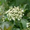 Gelderse Roos (Viburnum Opulus 'Compactum') -Tuinplanten Winkel phbe03634