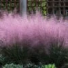 Muhlenbergia (Muhlenbergia Capillaris) -Tuinplanten Winkel phbe03756