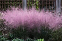 Muhlenbergia (Muhlenbergia Capillaris)