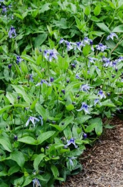 Bodembedekkende Bosrank (Clematis Integrifolia) 7 Bodembedekkende Bosrank (Clematis Integrifolia) -Tuinplanten Winkel phbe05639