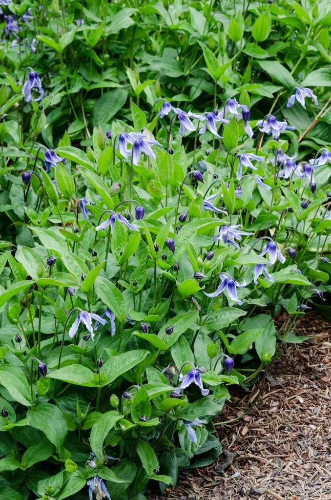 Bodembedekkende Bosrank (Clematis Integrifolia) 5 Bodembedekkende Bosrank (Clematis Integrifolia) - Afbeelding 3