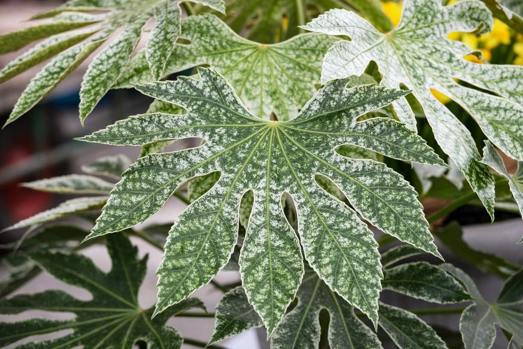 Vingerplant (Fatsia Japonica 'Spiders Web') 3 Vingerplant (Fatsia Japonica 'Spiders Web')