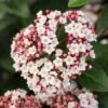 Groenblijvende Sneeuwbal (Viburnum Tinus 'Eve Price') -Tuinplanten Winkel phbe06702 2