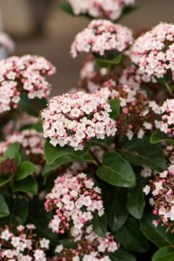 Sneeuwbal (Viburnum Tinus 'Lisa Rose')